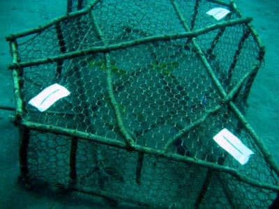 Derelict fishing trap