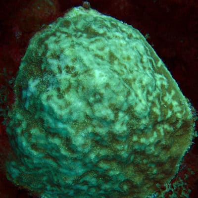 Healing mustard hill coral (Porites astreoides) from fish bites