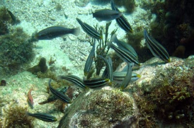 Herbivorous parrotfish grazing the reef