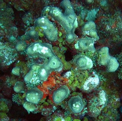 Lobate star coral (Montastraea annularis) with fish bites