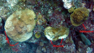 Various stages of bleaching in a mountainous star coral (Montastraea faveolata)