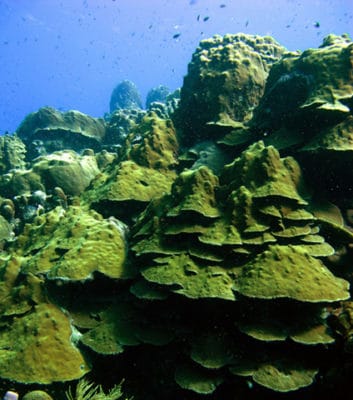 Mountainous star coral (Montastraea faveolata) once looked like this. (Photo taken in Bonaire, July 2010)