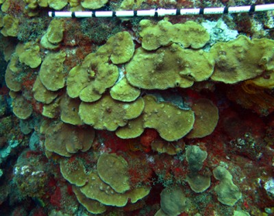 Live mountainous star coral (Montastraea faveolata) shingles (bar = 1 m)