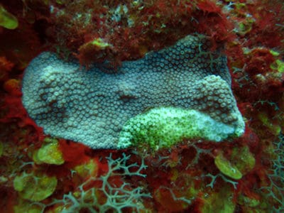 Montastraea faveolata with white plague, macroalgae and cyanobactera competition