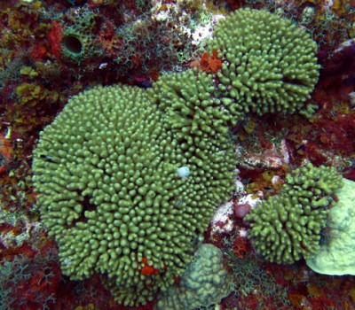 Yellow pencil coral (Madracis mirabilis)
