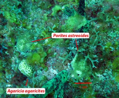 Porites and Agaricia coral recruits
