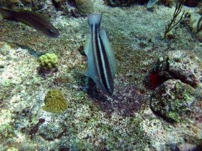 Princess parrotfish eating sergeant major eggs