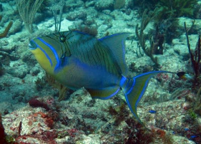 Few Queen triggerfish were found on the reef