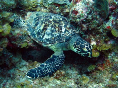 Hawksbill sea turtle on the reef