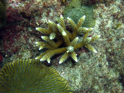 Small staghorn coral (Acropora cervicornis) with tentacles out