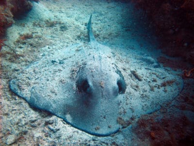Southern stingray sifting the sand for food