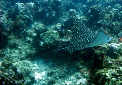 A spotted eagle rays glides majestically over the reef