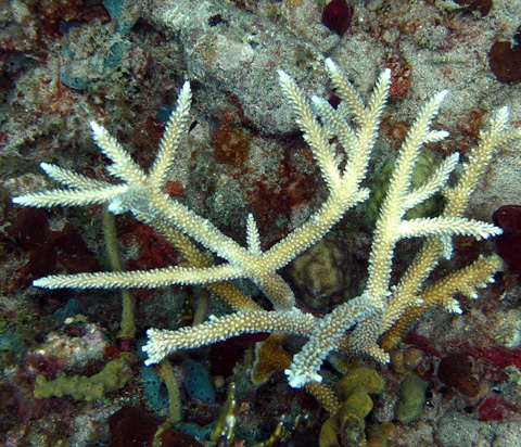 https://www.livingoceansfoundation.org/wp-content/uploads/2011/06/staghorn-coral1.jpg
