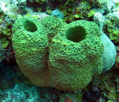 Netted barrel sponge (Verongula gigantea)