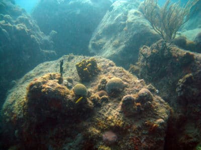 A side view of the large volcanic boulders colonized by small corals