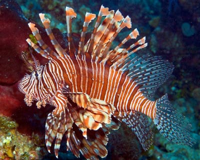 Lionfish photographed on the reefs around Great Inagua, Bahamas