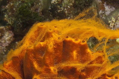 The brown encrusing octopus sponge has a smoke-like appearance during spawning