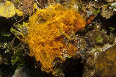Casting off mats of bright orange eggs