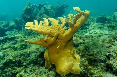 Healthy Acropora palmata or Elkhorn Coral