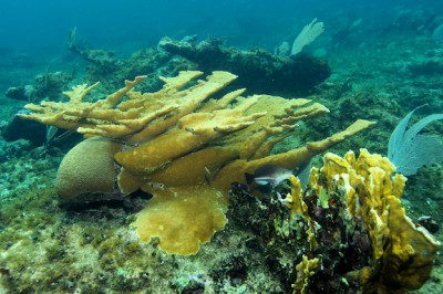 A healthy, living Acropora palmata can been seen the foreground, while ghostly skeletons of dead A. palmata corals are present in the background