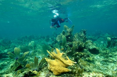 Agnessa Lundy with The Nature Conservancy Bahamas Office, surveys a reef with Acropora palmata in Man of War Bay, Great Inagua