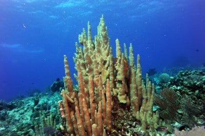 Pillar coral (Dendrogyra cylindrus) is not a rare find around the Inaguas