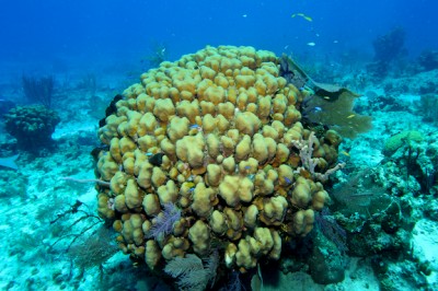 An "old-growth" Montastraea annularis coral surveyed during a dive on Hogsty Reef