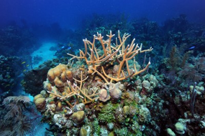 Staghorn coral (Acropora cervicornis) has been found at a number of sites in the Inaguas