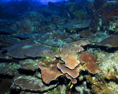 Deep-water corals exhibiting a flat plate-like morphology to maximize their ability to harvest available sunlight