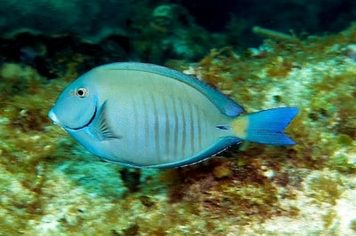 The Doctorfish (Acanthurus chirurgus) is type of surgeonfish and a common reef herbivore in waters around Great Inagua