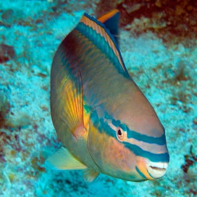 The Princess Parrotfish (Scarus Taeniopterus) is a common herbivore on the reefs around Great Inagua