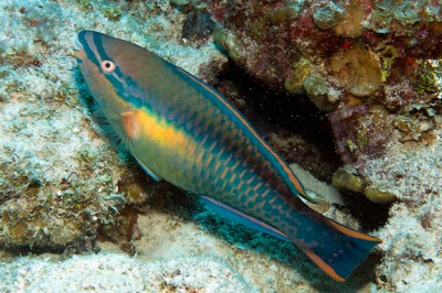 Princess parrotfish (Scars taeniopterus)