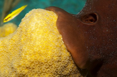 An example of a brown encrusting sponge (right) overgrowing a stony coral, in this case Montastraea faveolata (left)