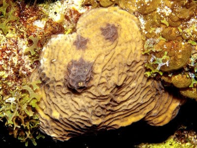 Agaricia agaricites showing dark spots disease on reefs around Great Inagua