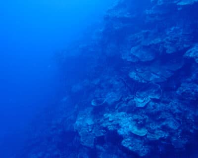 A sheer drop-off to deeper water on the reef around Great Inagua