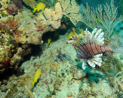 Lionfish near an active cleaning station lie in wait for unsuspecting prey