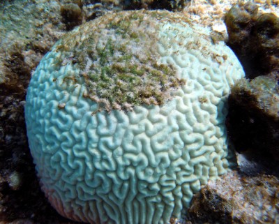 A bleached brain coral becoming overgrown with algae. Photo: NOAA