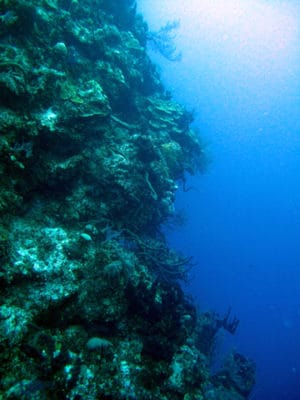 Nearly vertical wall off Little Inagua