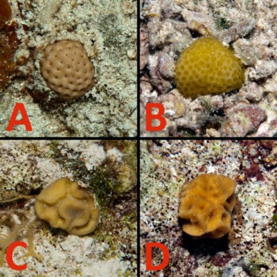 Coral recruits found on Hogsty Reef measuring from 1-5 cm across. A) Siderastrea B) Porites C) Diploria D) Agaricia