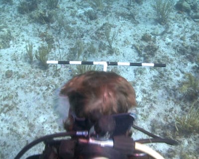 Conducting a belt transect with a T-shaped meter stick off of Great Inagua, Bahamas