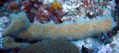 This fragment of pillar coral is already growing new upward pillars, also note the extended tentacles