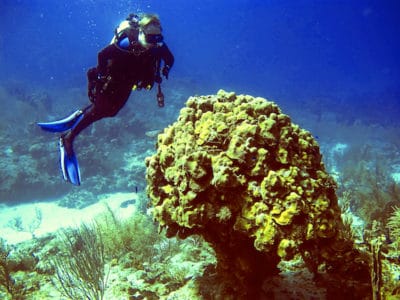 Dr. Matti Kiupel during a research dive on this leg of the Global Reef Expedition in Great Inagua, Bahamas