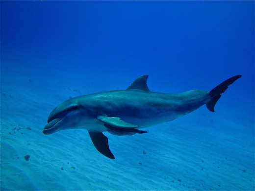One of the conch team's visitors