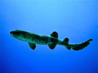 A young nurse shark
