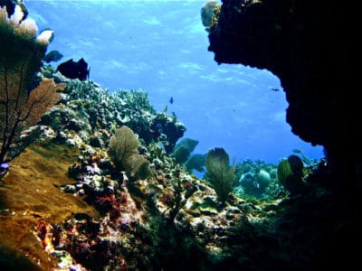 Reef undercut at a Serranilla dive site