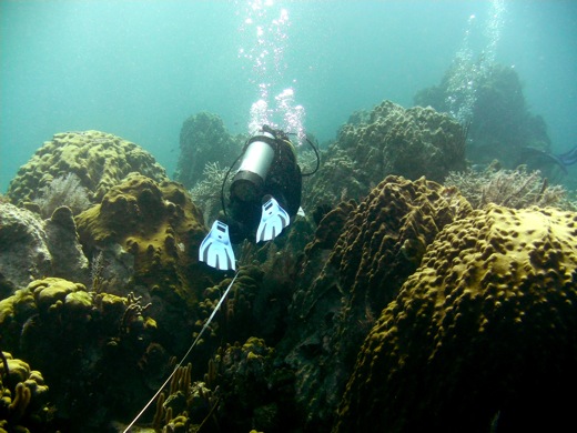 Sonia Bejarano running a transect through the star coral mounds