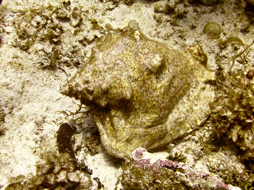 queen conch