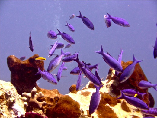 Creole wrasses at the top of the reef