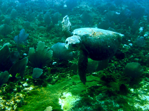 Loggerhead turtle, swimming by to check us out