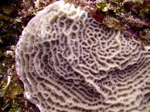 Lettuce coral at Bajo Nuevo